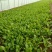 大叶菠菜25~30厘米