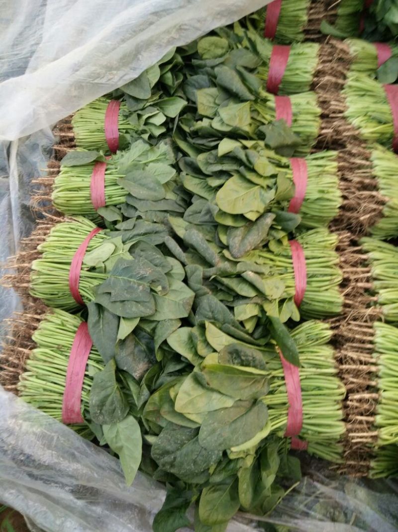 菠菜25~30厘米