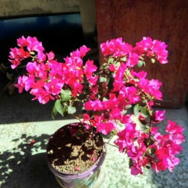 三角梅多种花色(包邮)