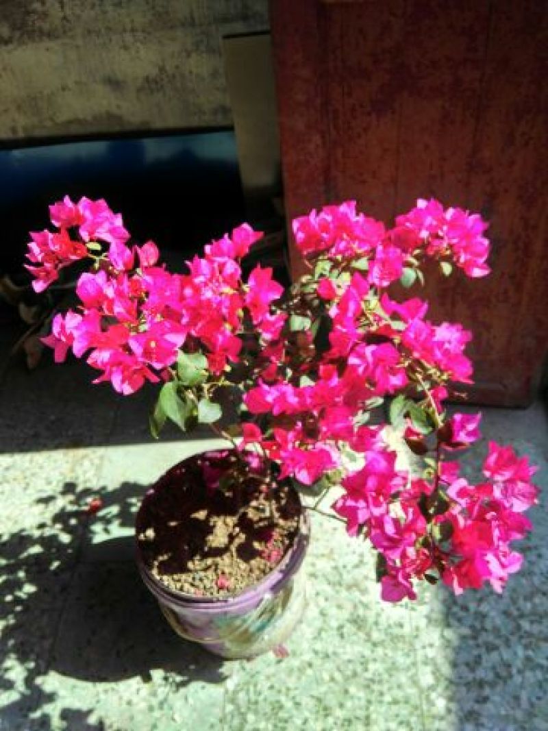三角梅多种花色(包邮)