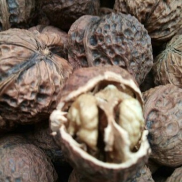 核桃去皮干