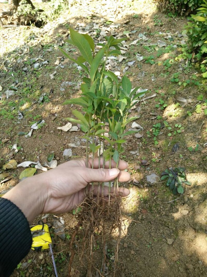 金丝楠木苗楠木苗绿化苗木产地直发一手货源