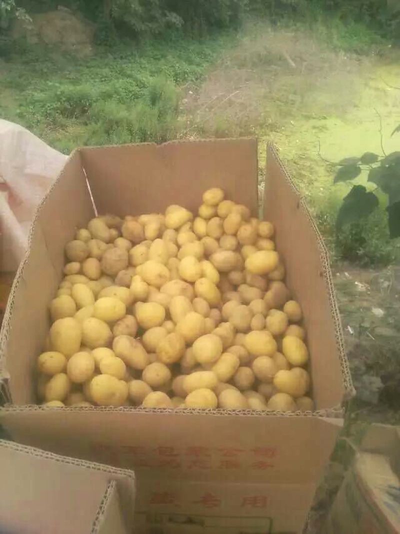 荷兰十五黄心黄心小土豆1两以下，油炸专用小土豆