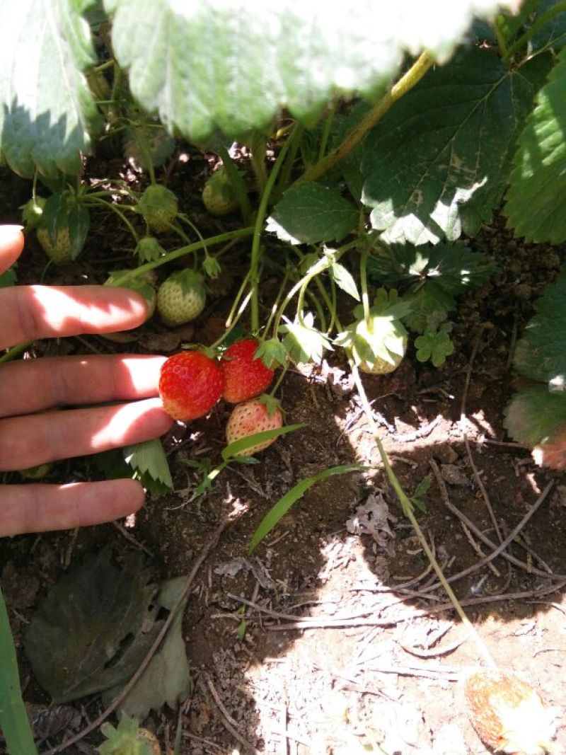 草莓苗30~40cm，红颜草莓苗，甜查理草莓苗，妙香。