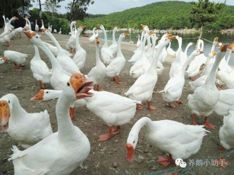 鹅苗250g以下