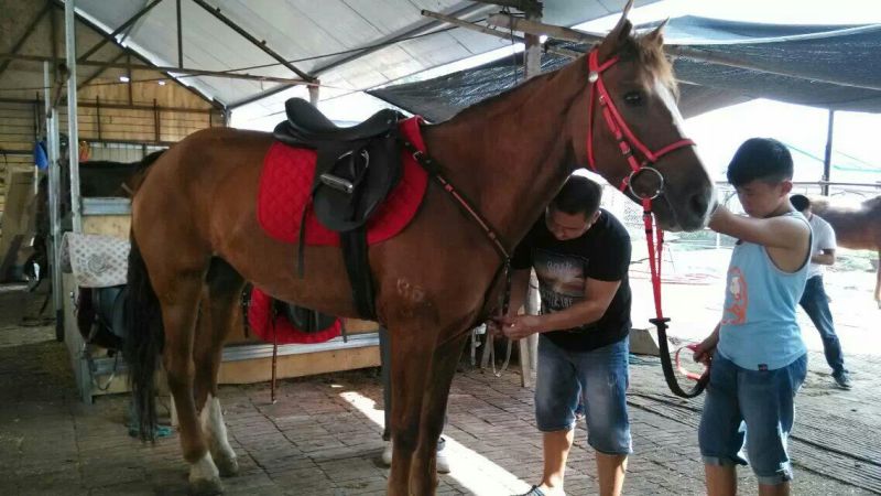伊犁马200~300kg