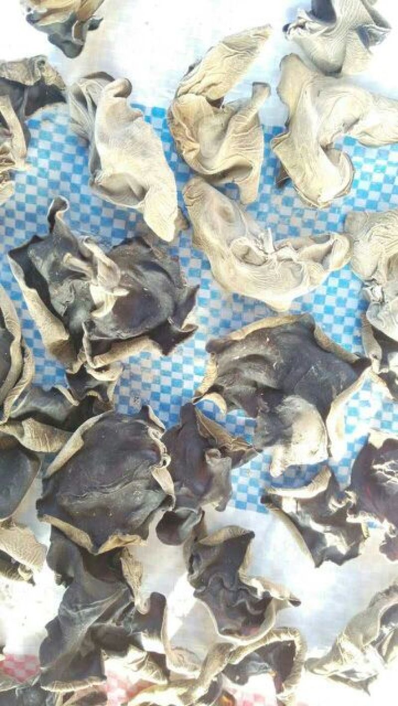 干木耳特级