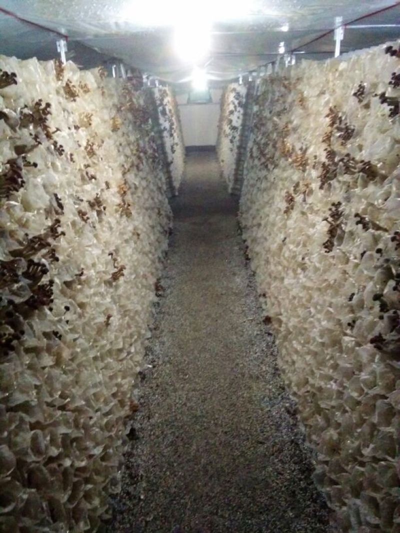 茶树菇