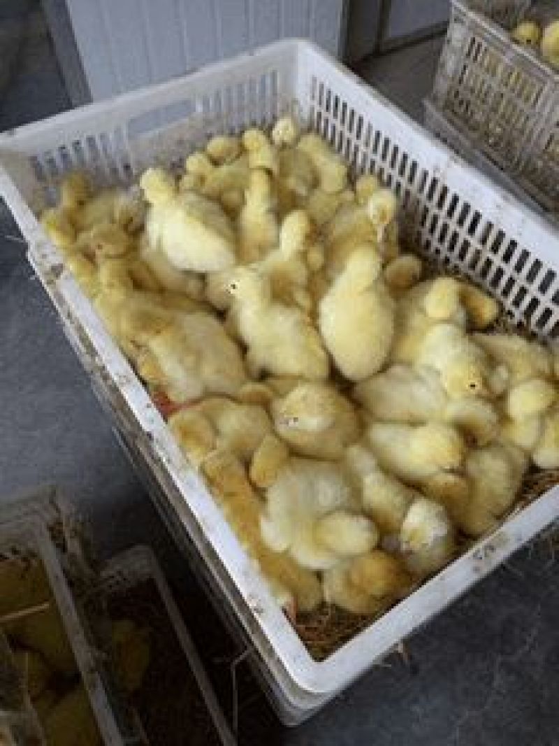 鹅苗250g以下