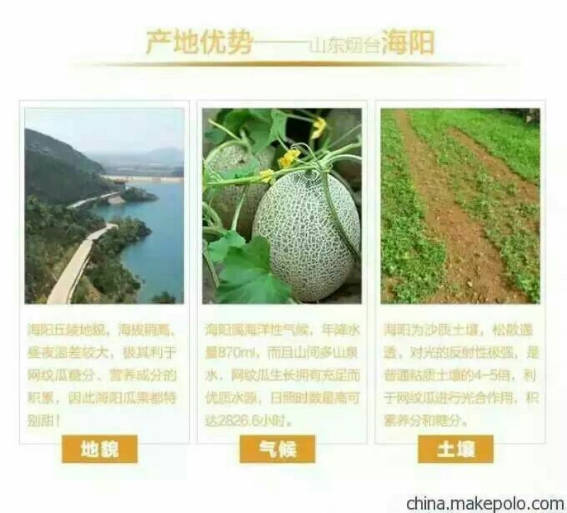 网纹瓜3斤以上椭圆形