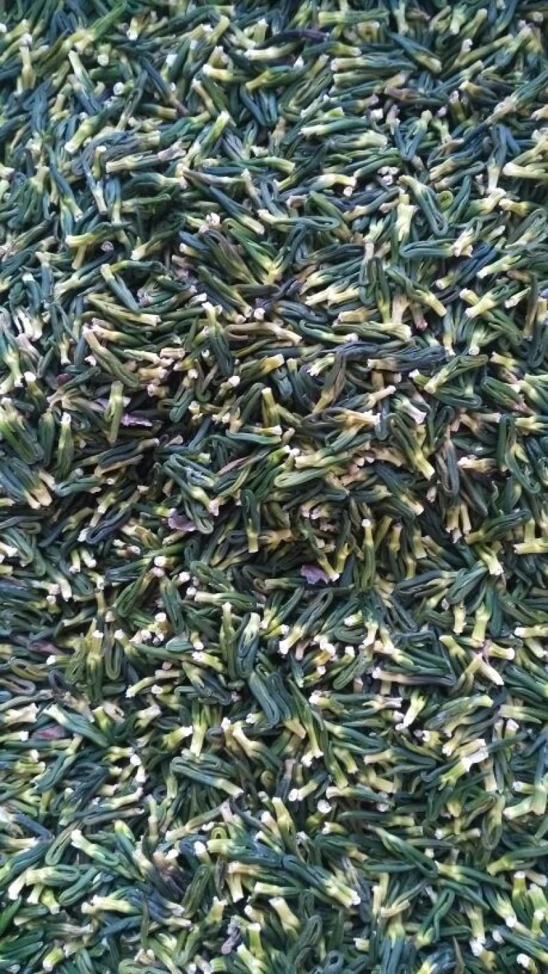 药用莲子心