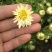 菊花茶