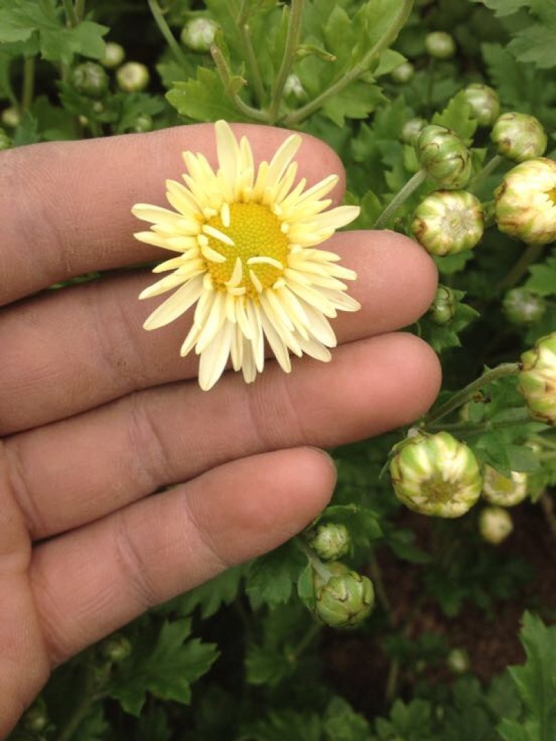菊花茶