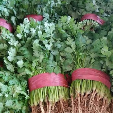 大叶香菜20~30厘米