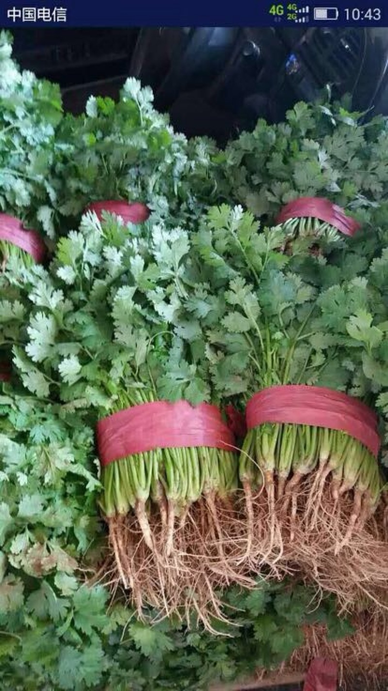 大叶香菜20~30厘米