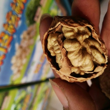 纸皮核桃30mm以上去皮干