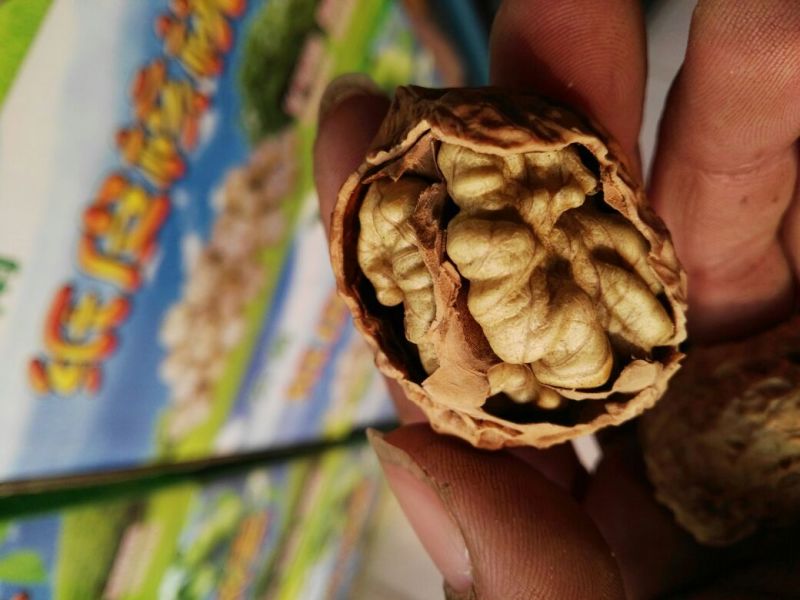 纸皮核桃30mm以上去皮干
