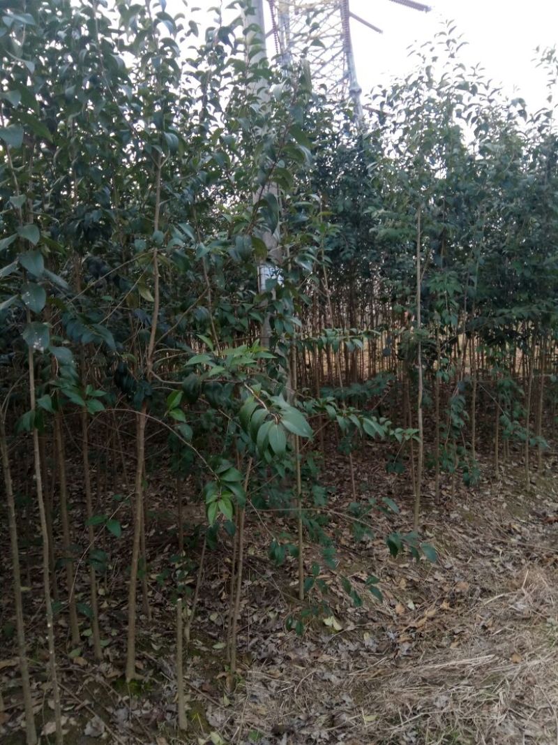 大叶女贞4cm以下