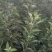 苹果树苗矮化砧红富士成苗