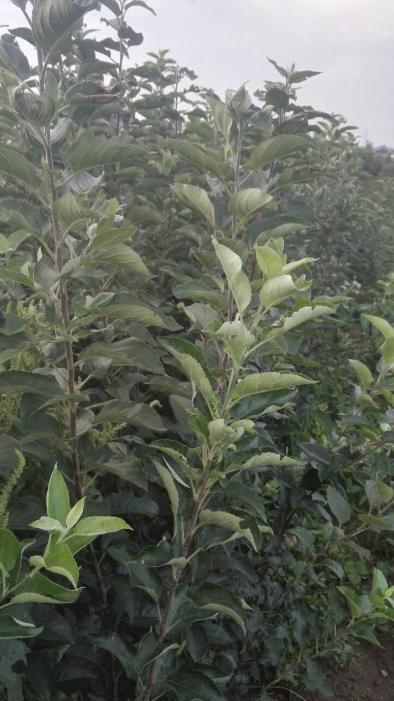 苹果树苗矮化砧红富士成苗