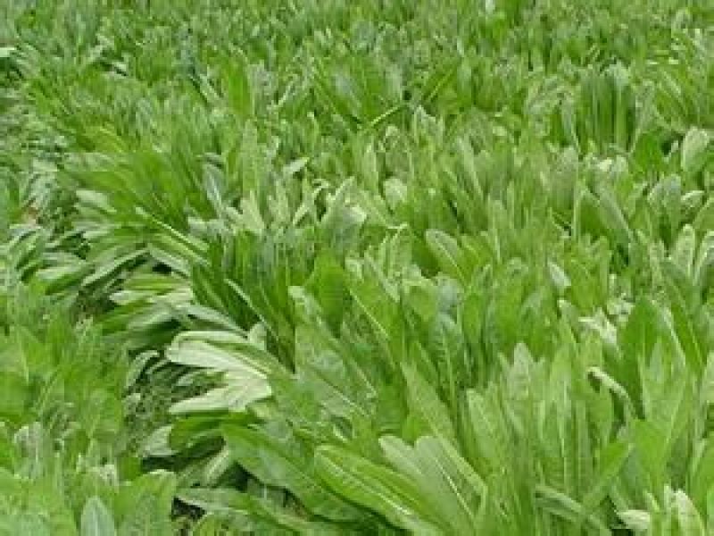 菊苣种子98%以上