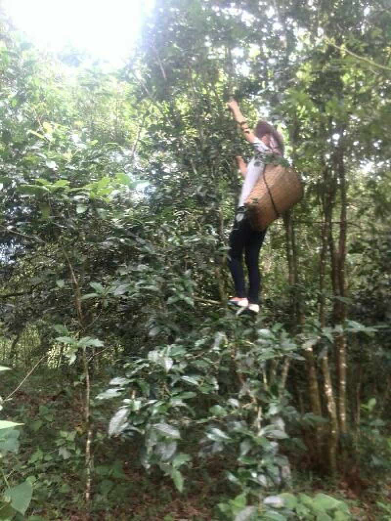 百年大树茶三级