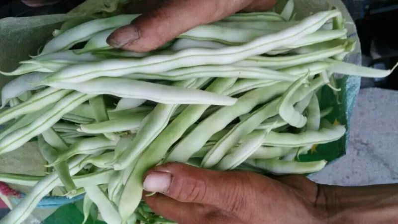 白芸豆，白不老18cm以上，九粒白芸豆大量供应中
