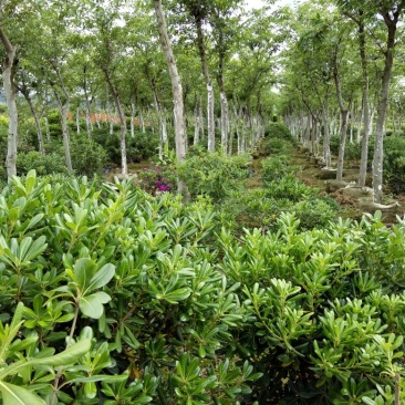 长春花种苗