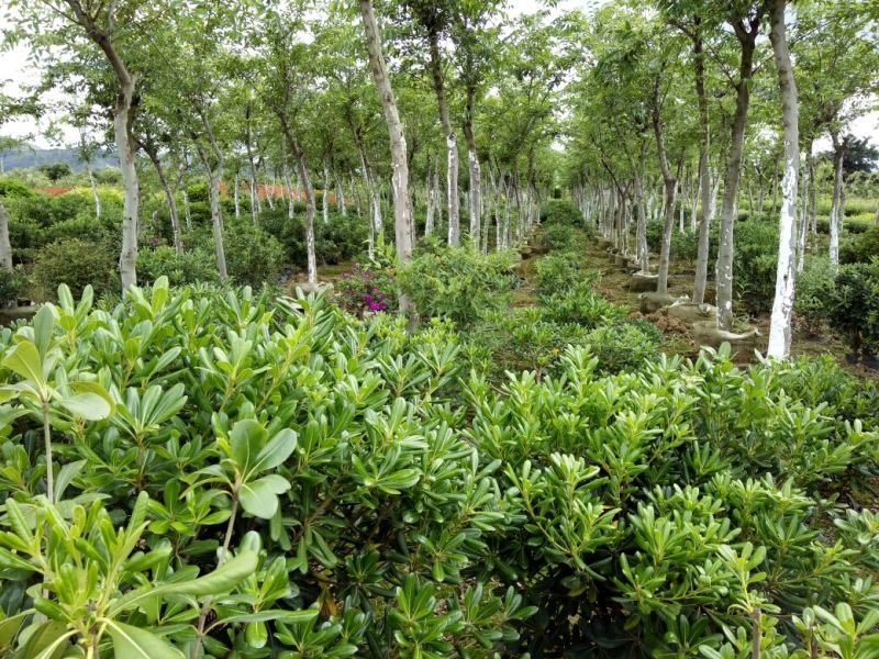 长春花种苗