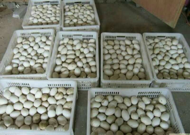 莱茵鹅苗250g以下