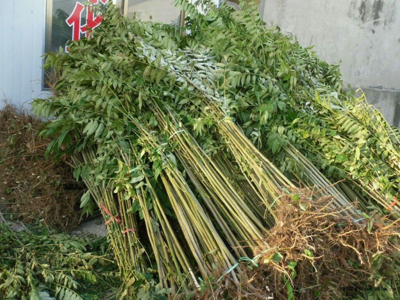 红油香椿苗80cm以上大棚