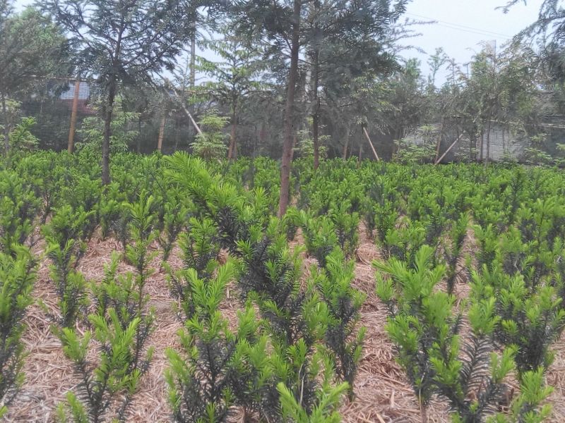 红豆杉盆景不含盆50~80cm