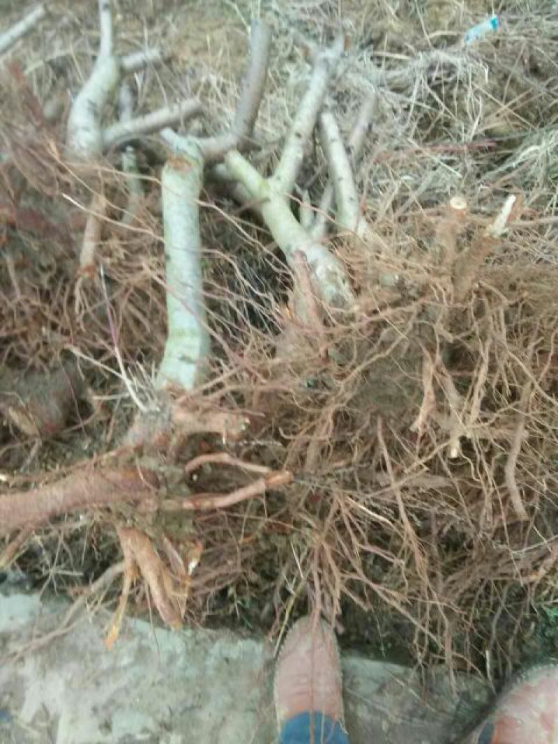 占地桃树，精品桃树，品种桃树