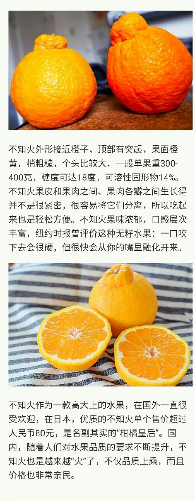 不知火柑桔7.5~8cm