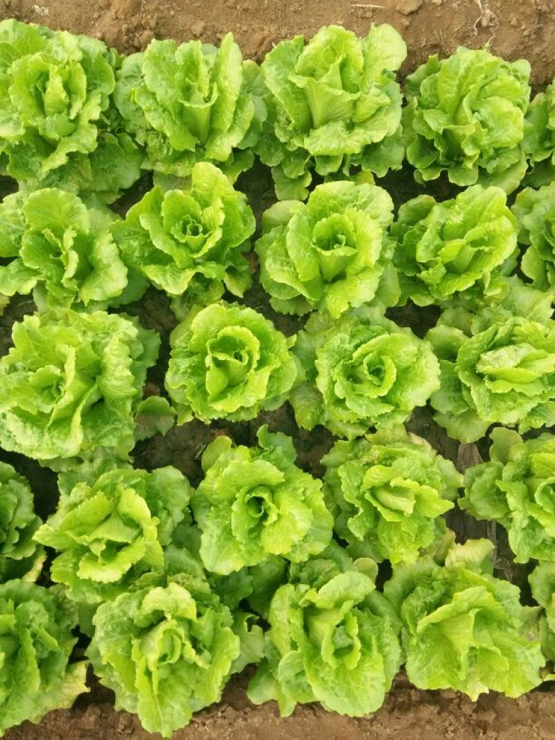 意大利生菜3两~4两