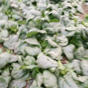 菠菜15~20厘米