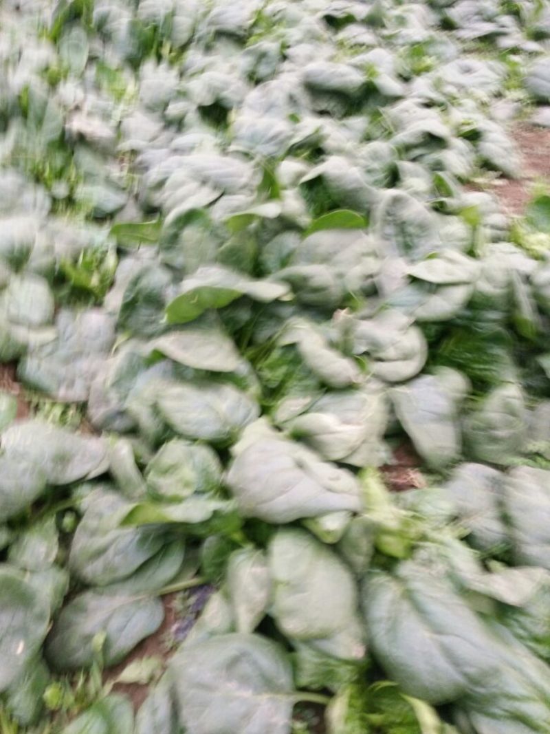 菠菜15~20厘米