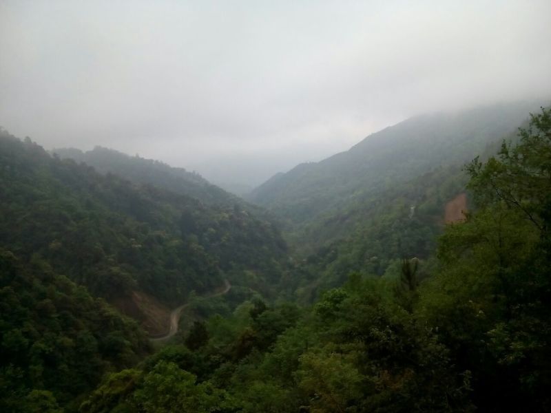 青钱柳茶一级