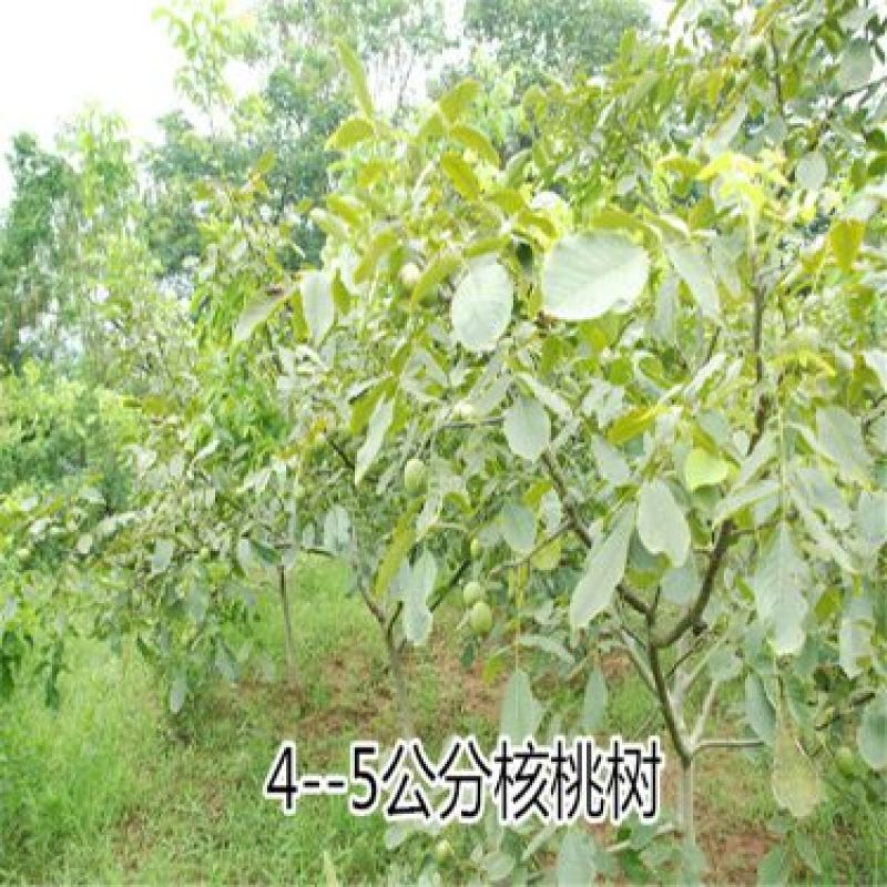 核桃苗50~100cm二年苗