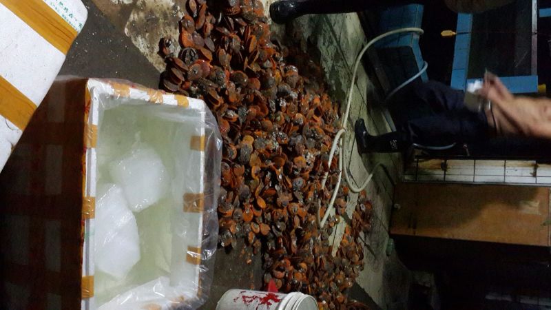 扇贝食用鲜活10~20只/kg