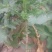 沙窝水果萝卜1~1.5斤起