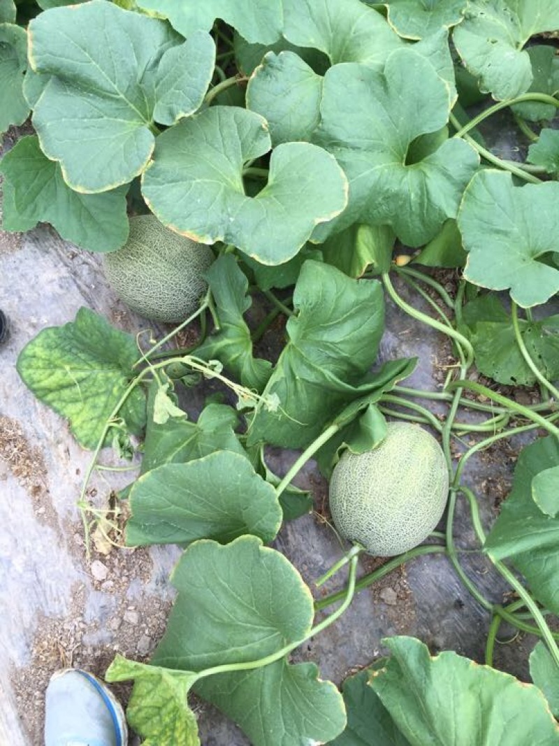 西州蜜瓜
