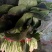 越冬菠菜