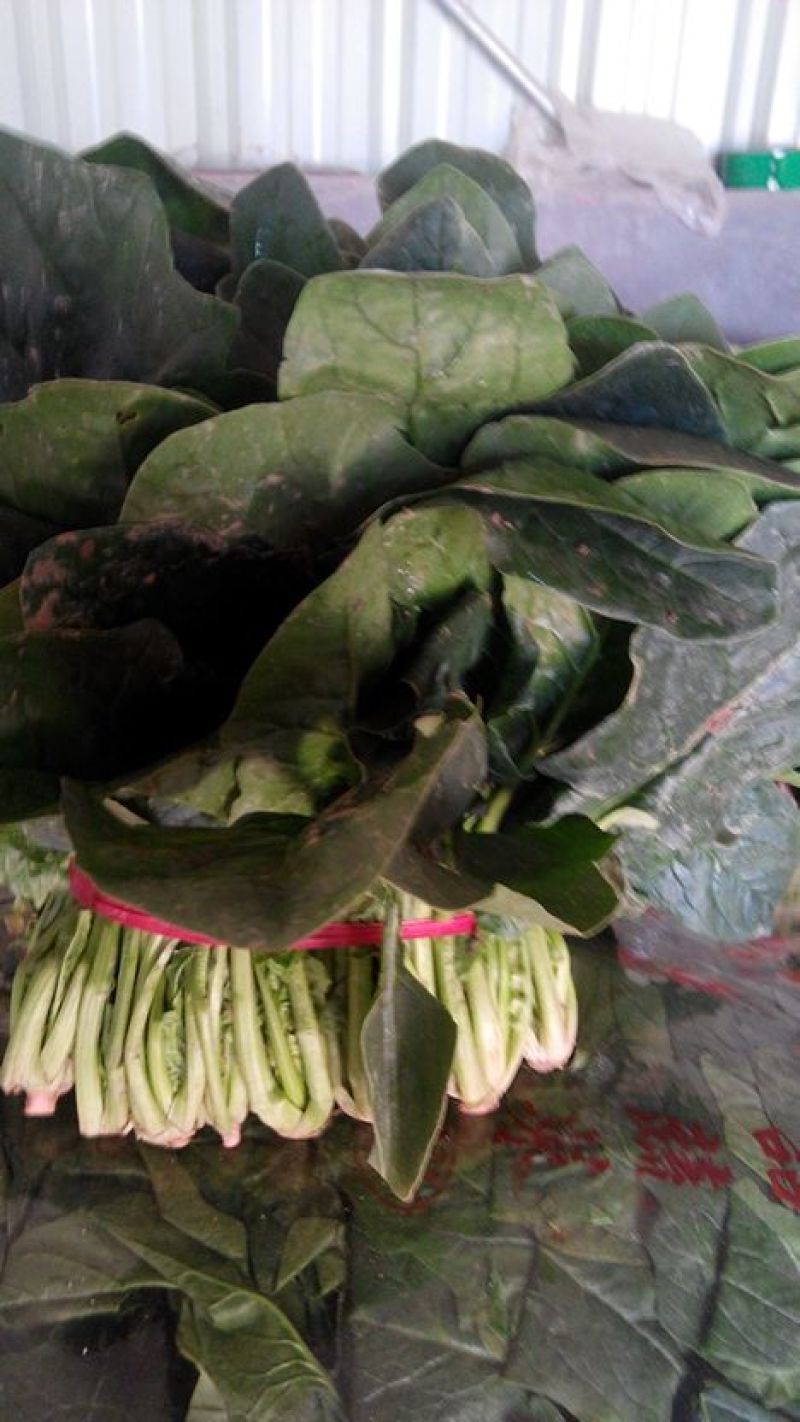 越冬菠菜