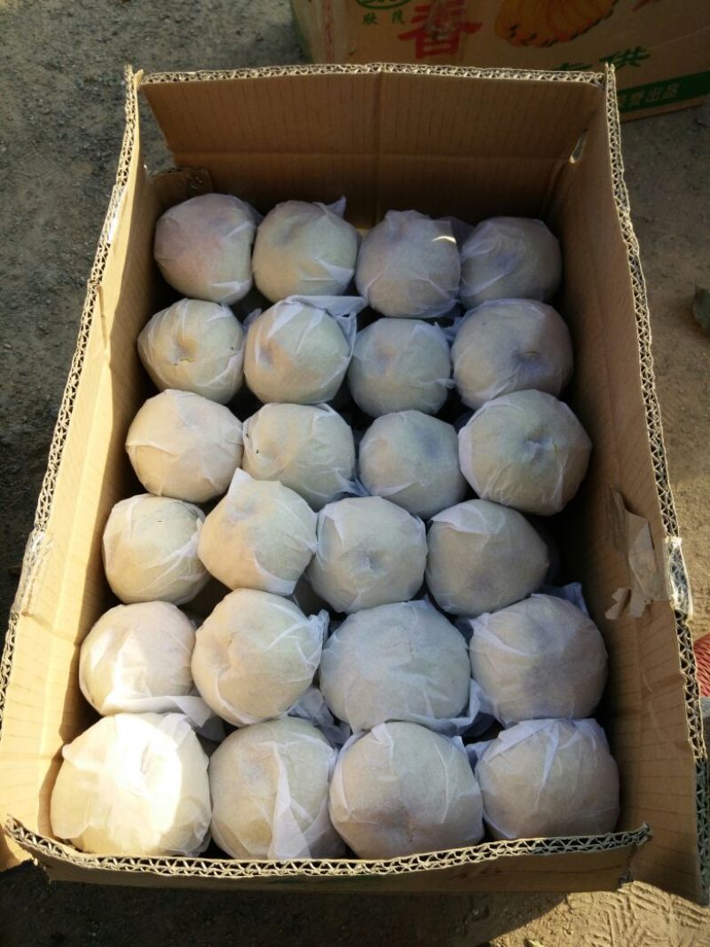 苹果梨200~250g光果