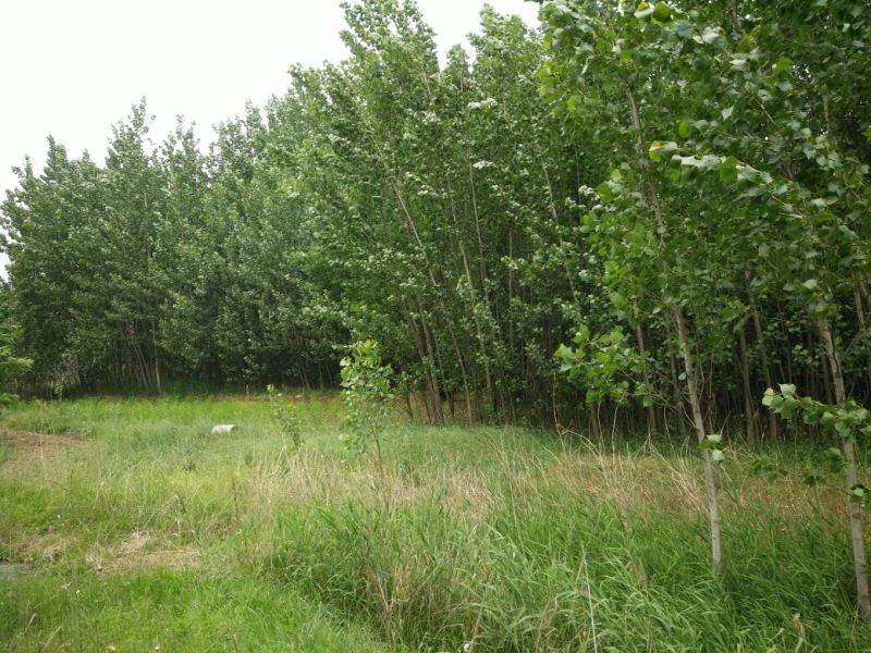 杨树261~300cm