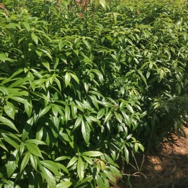 供应湖南金丝楠木苗，金丝楠木杯苗，6-8cm金丝楠木价格