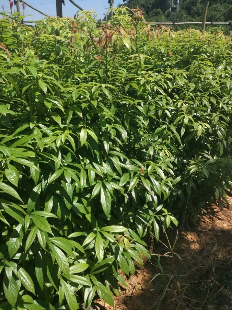 供应湖南金丝楠木苗，金丝楠木杯苗，6-8cm金丝楠木价格