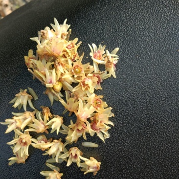 腊梅花