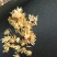 腊梅花